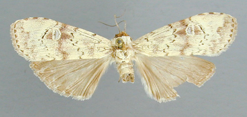 /filer/webapps/moths/media/images/G/galactopera_Scrancia_AT_RMCA.jpg