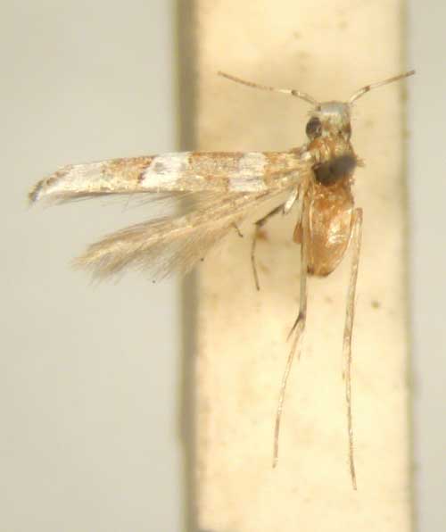 /filer/webapps/moths/media/images/G/galactozona_Dialectica_HT_TMSA6123.jpg