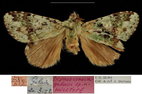 /filer/webapps/moths/media/images/G/galaia_Desmeocraera_HT_RBINSa.jpg