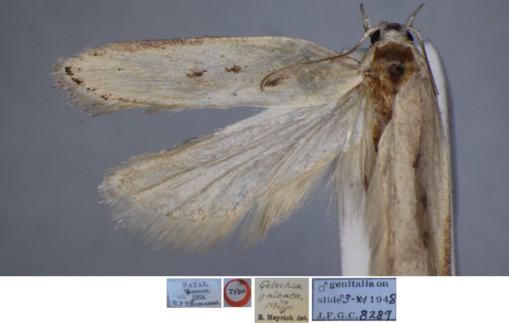 /filer/webapps/moths/media/images/G/galatea_Gelechia_MHT_BMNH.jpg