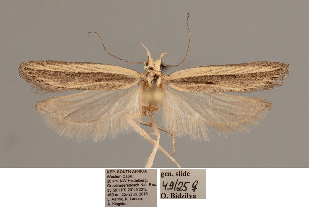 /filer/webapps/moths/media/images/G/galathea_Nothris_AF_NHMO.jpg