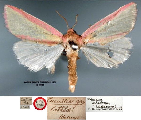 /filer/webapps/moths/media/images/G/galatheae_Leocyma_HT_SNHMa.jpg