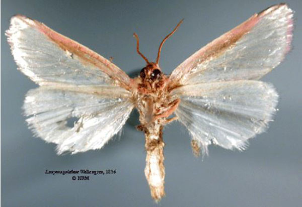 /filer/webapps/moths/media/images/G/galatheae_Leocyma_HT_SNHMb.jpg