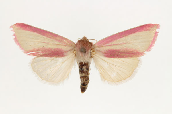 /filer/webapps/moths/media/images/G/galatheae_Masalia_AF_RMCA.jpg