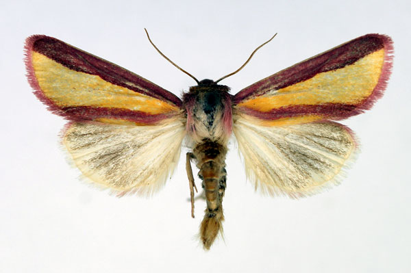 /filer/webapps/moths/media/images/G/galatheae_Masalia_AM_Aulombard.jpg
