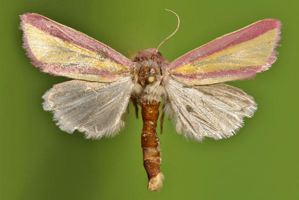 /filer/webapps/moths/media/images/G/galatheae_Masalia_A_Butler.jpg