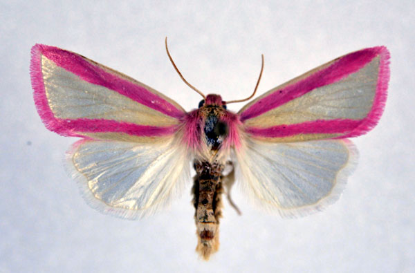 /filer/webapps/moths/media/images/G/galatheae_Masalia_A_NHMO.jpg