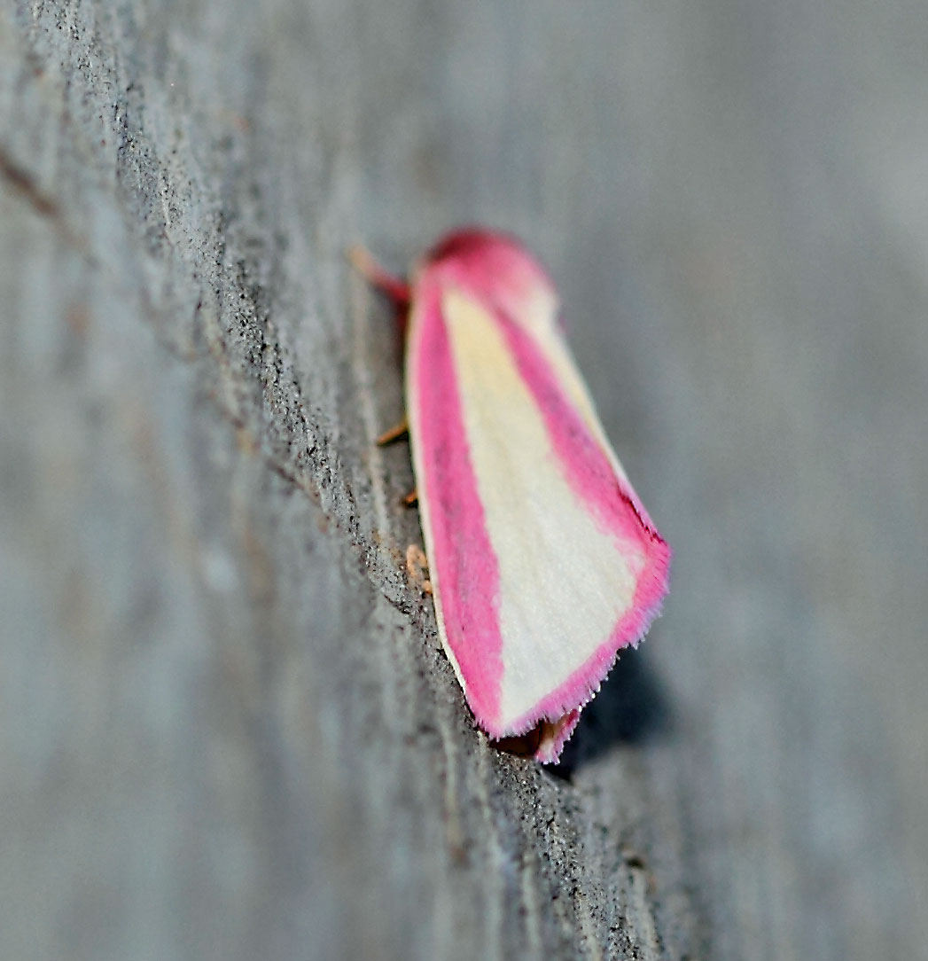 /filer/webapps/moths/media/images/G/galatheae_Masalia_A_Voaden_01.jpg
