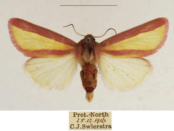 /filer/webapps/moths/media/images/G/galatheae_Timora_AF_TMSA_01.jpg