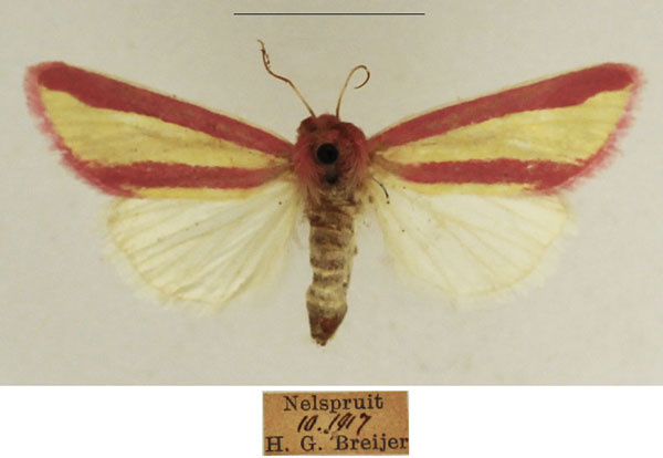 /filer/webapps/moths/media/images/G/galatheae_Timora_AF_TMSA_02.jpg