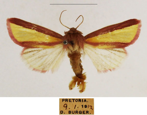 /filer/webapps/moths/media/images/G/galatheae_Timora_AM_TMSA_01.jpg