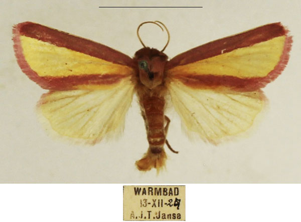 /filer/webapps/moths/media/images/G/galatheae_Timora_AM_TMSA_02.jpg
