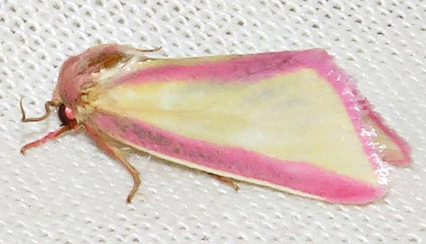 /filer/webapps/moths/media/images/G/galatheae_Timora_A_Braun_15.jpg