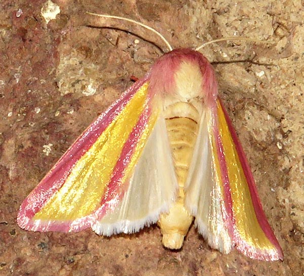 /filer/webapps/moths/media/images/G/galatheae_Timora_A_Braun_16.jpg