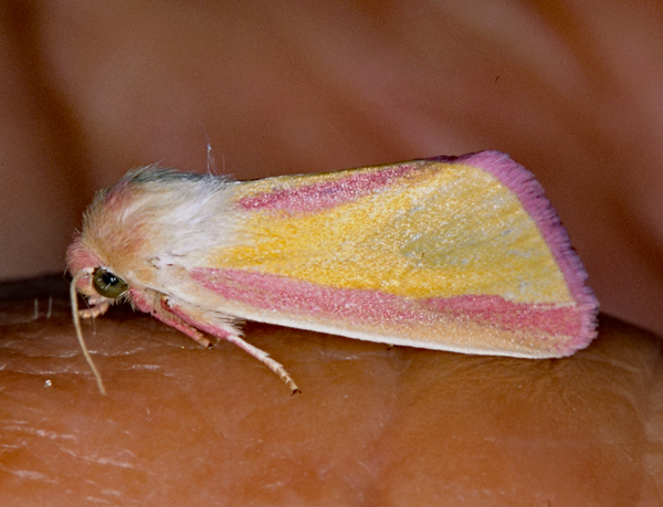 /filer/webapps/moths/media/images/G/galatheae_Timora_A_Roland_01.jpg