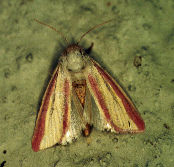 /filer/webapps/moths/media/images/G/galatheae_Timora_A_Roland_01_8ZWOUS1.jpg