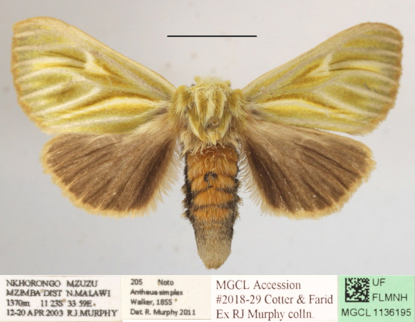 /filer/webapps/moths/media/images/G/galbina_Antheua_A_MGCLa_01.JPG