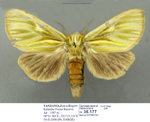 /filer/webapps/moths/media/images/G/galbina_Antheua_PTF_ZSM.jpg