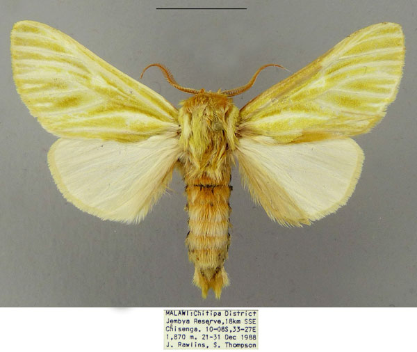 /filer/webapps/moths/media/images/G/galbina_Antheua_PTM_CMNH.jpg