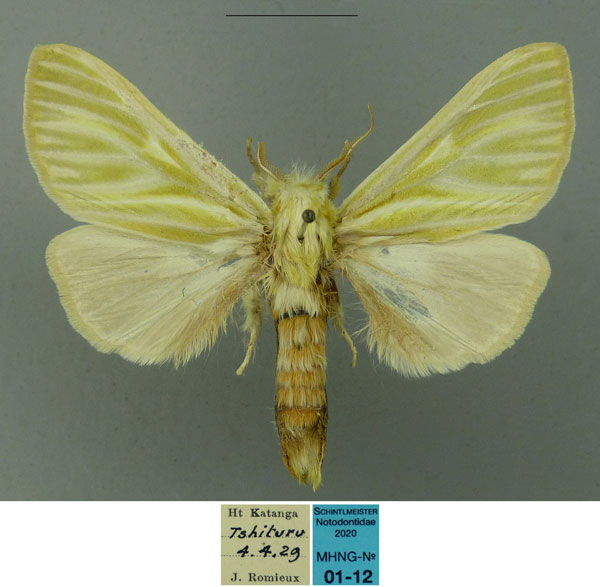/filer/webapps/moths/media/images/G/galbina_Antheua_PTM_MHNG.jpg