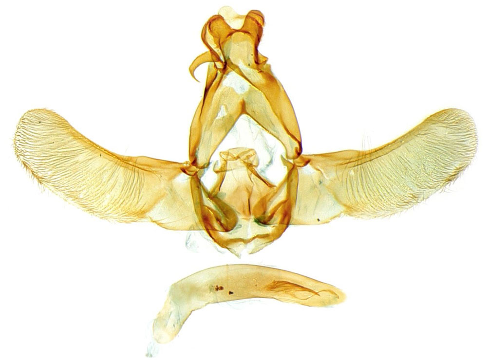 /filer/webapps/moths/media/images/G/galbiplatella_Ptilothyris_GMHT_NHMO.jpg
