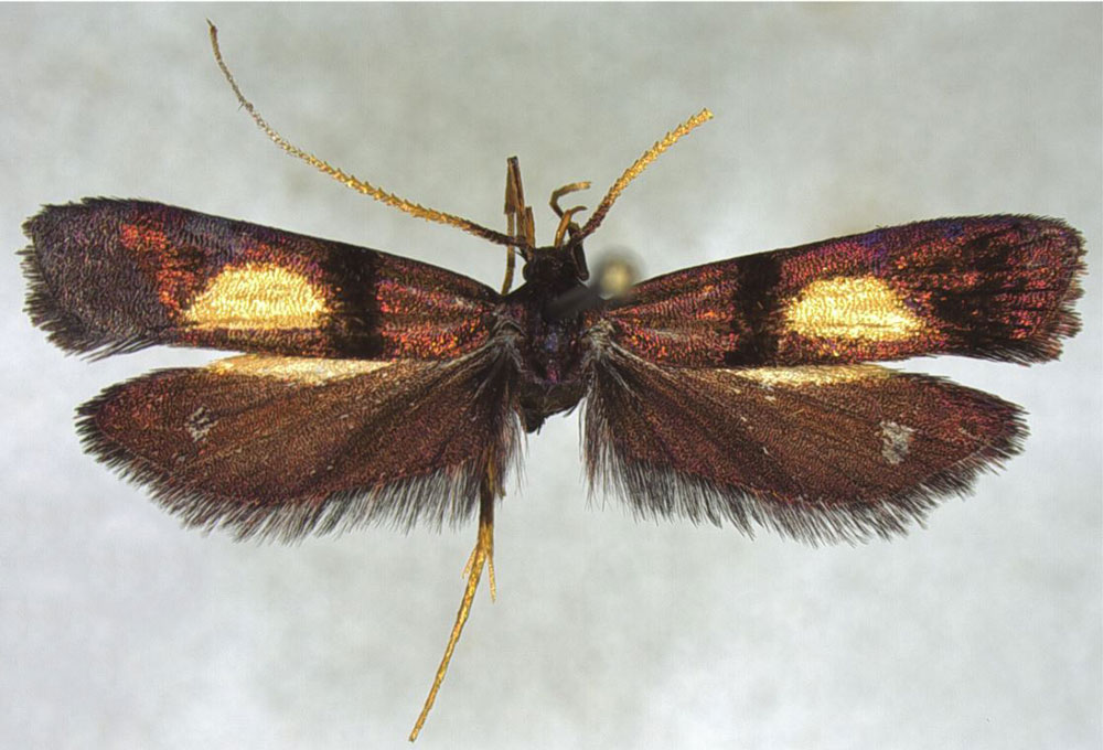 /filer/webapps/moths/media/images/G/galbiplatella_Ptilothyris_HT_NHMO.jpg