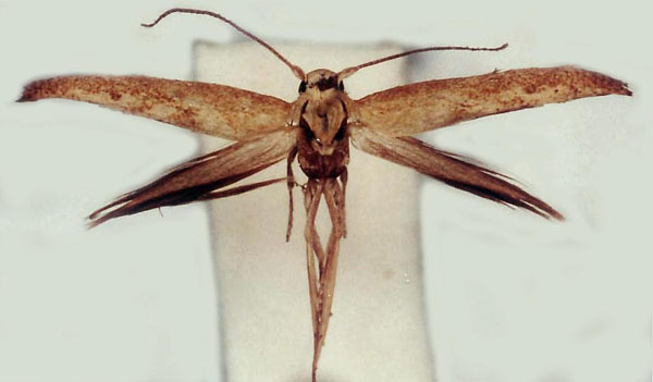 /filer/webapps/moths/media/images/G/galeatella_Scythris_HT_ZMUC.jpg