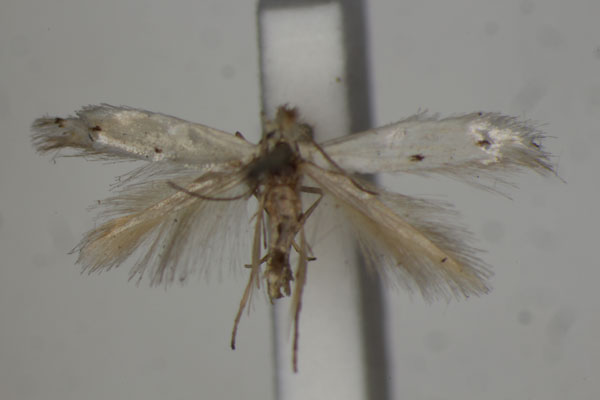 /filer/webapps/moths/media/images/G/galeodes_Bucculatrix_LT_BMN.jpg
