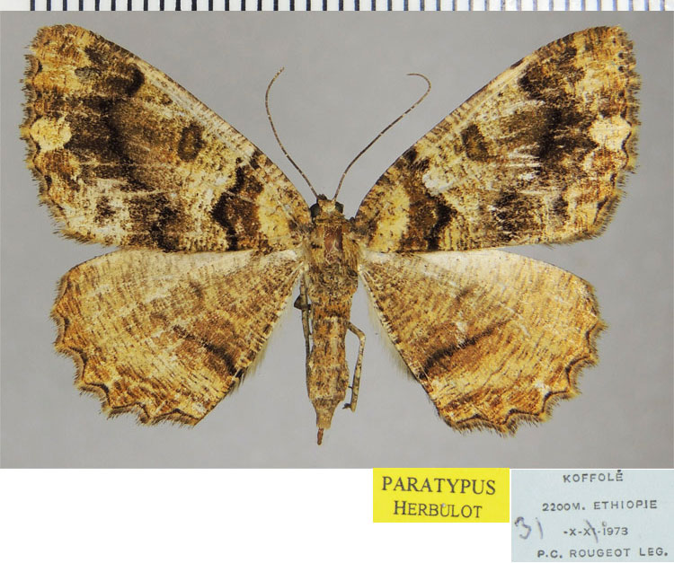 /filer/webapps/moths/media/images/G/galla_Xylopteryx_PTF_ZSM.jpg