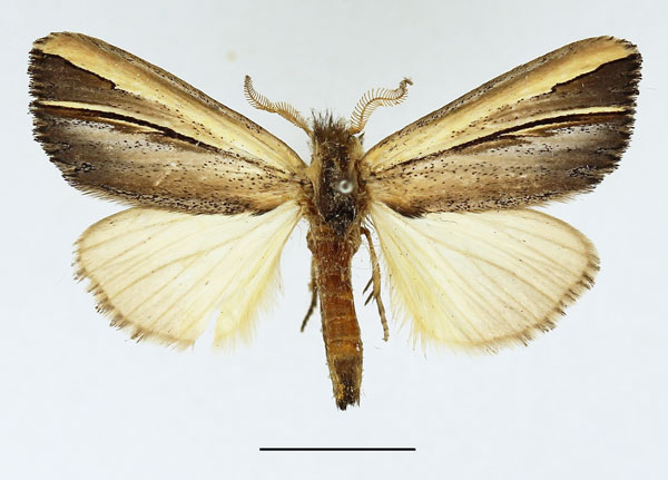 /filer/webapps/moths/media/images/G/gallans_Antheua_AM_Basquin_02.jpg