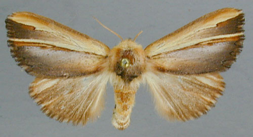 /filer/webapps/moths/media/images/G/gallans_Antheua_A_RMCA_02.jpg