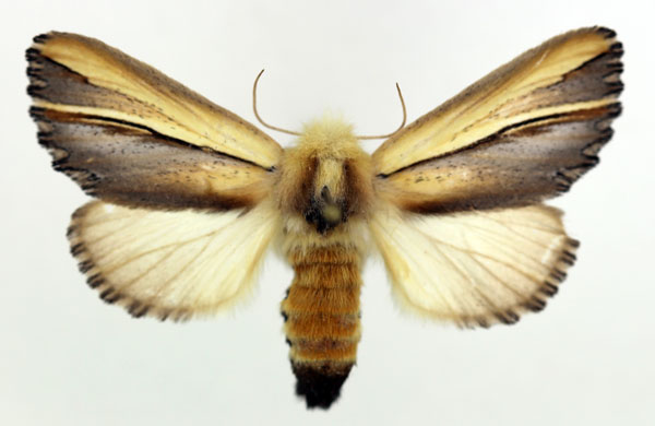 /filer/webapps/moths/media/images/G/gallans_Eutimia_AF_ISEA.jpg