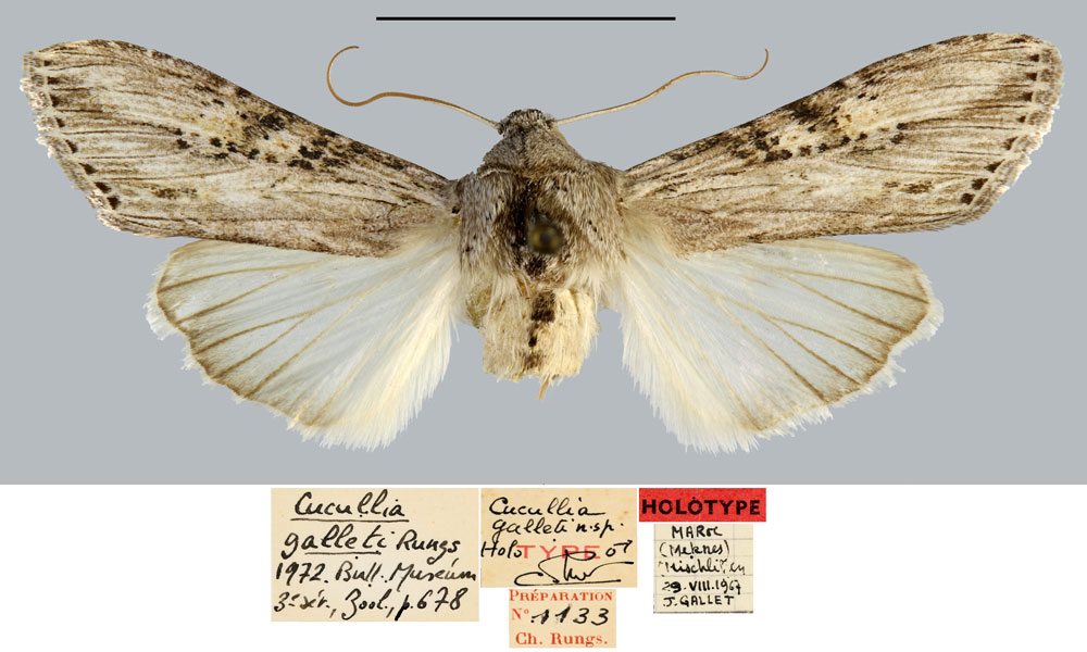 /filer/webapps/moths/media/images/G/galleti_Cucullia_HT_MNHN.jpg