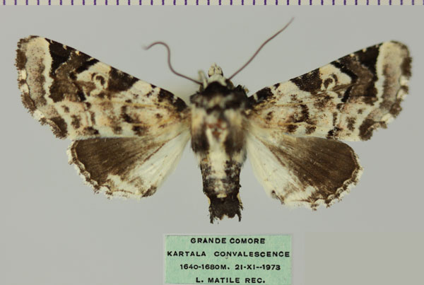 /filer/webapps/moths/media/images/G/galleyi_Eutelia_AF_MNHNa.jpg