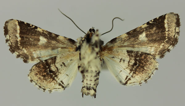 /filer/webapps/moths/media/images/G/galleyi_Eutelia_AF_MNHNb.jpg
