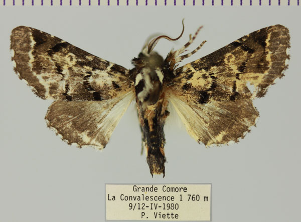 /filer/webapps/moths/media/images/G/galleyi_Eutelia_AM_MNHNa.jpg