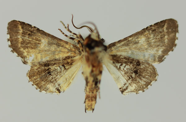 /filer/webapps/moths/media/images/G/galleyi_Eutelia_AM_MNHNb.jpg