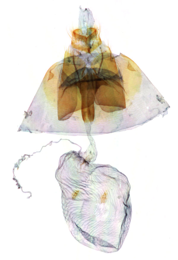 /filer/webapps/moths/media/images/G/galleyi_Eutelia_GF_MNHN_9090.jpg