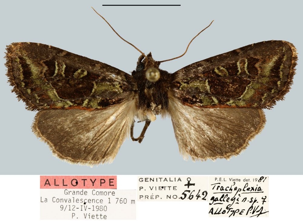/filer/webapps/moths/media/images/G/galleyi_Tracheplexia_AT_MNHN.jpg