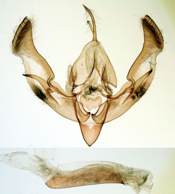 /filer/webapps/moths/media/images/G/galleyi_Tracheplexia_GMHT_MNHN_5641.jpg