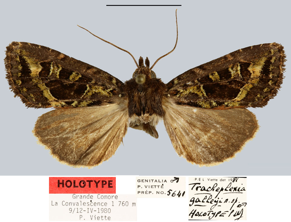 /filer/webapps/moths/media/images/G/galleyi_Tracheplexia_HT_MNHN.jpg