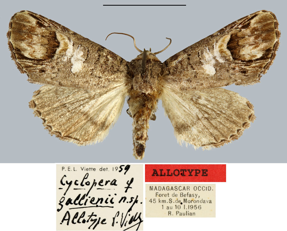 /filer/webapps/moths/media/images/G/gallienii_Cyclopera_AT_MNHN.jpg