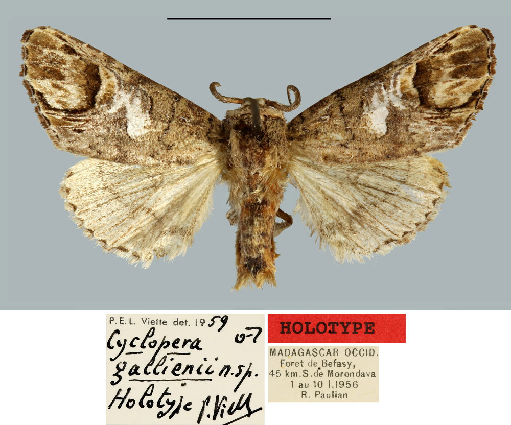 /filer/webapps/moths/media/images/G/gallienii_Cyclopera_HT_MNHN.jpg
