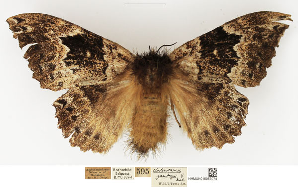 /filer/webapps/moths/media/images/G/gambeyi_Closterothrix_AF_NHMUK.jpg