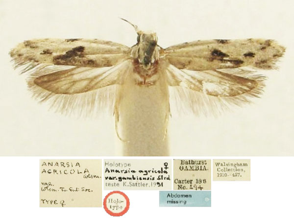 /filer/webapps/moths/media/images/G/gambiensis_Anarsia_HT_BMNH.jpg