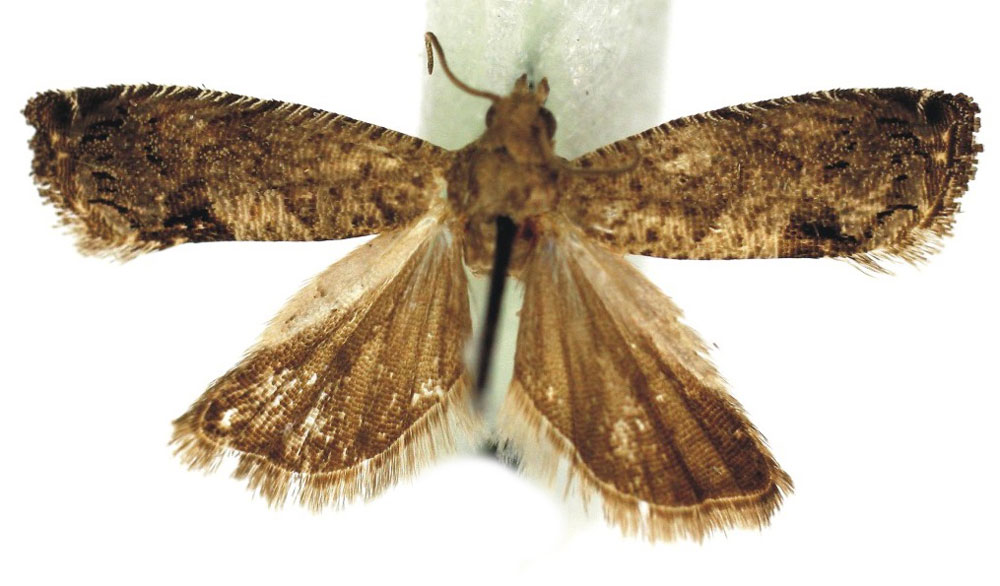 /filer/webapps/moths/media/images/G/gameae_Grapholita_HT_Bassi.jpg