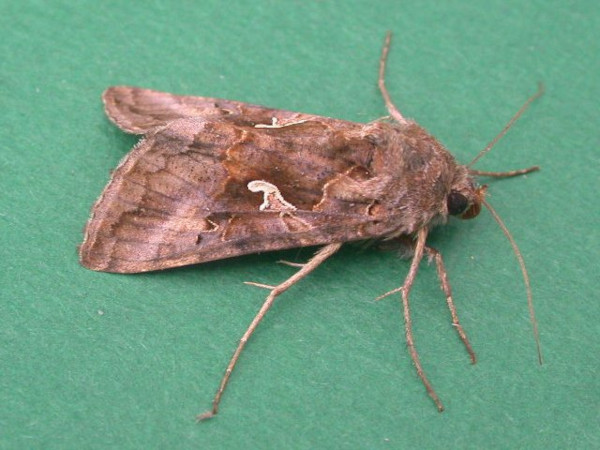 /filer/webapps/moths/media/images/G/gamma_Autographa_A_Smit.jpg