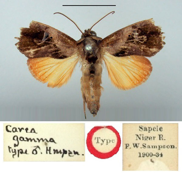 /filer/webapps/moths/media/images/G/gamma_Carea_HT_BMNH.jpg