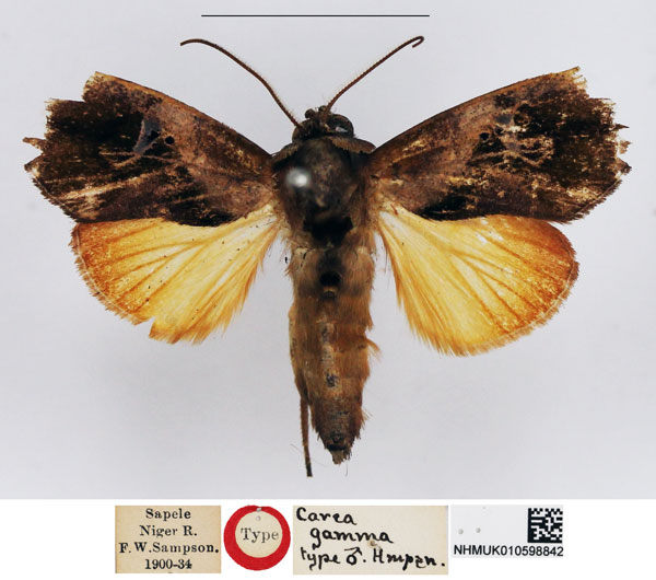 /filer/webapps/moths/media/images/G/gamma_Carea_HT_NHMUK.jpg