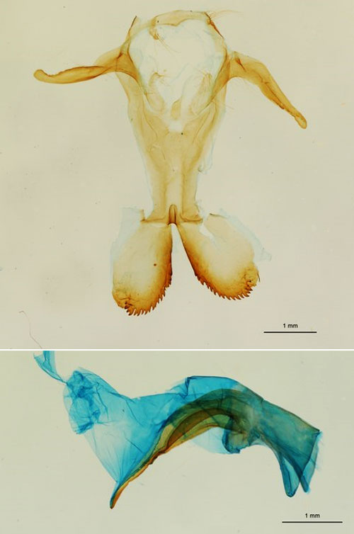 /filer/webapps/moths/media/images/G/gamma_Taragama_GMHT_RBINS.jpg